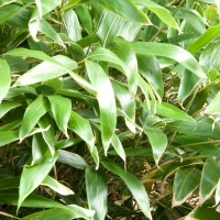 Broad-leaved Bamboo